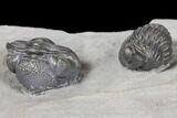 Pair Of Enrolled Eldredgeops Trilobites - New York #132437-3